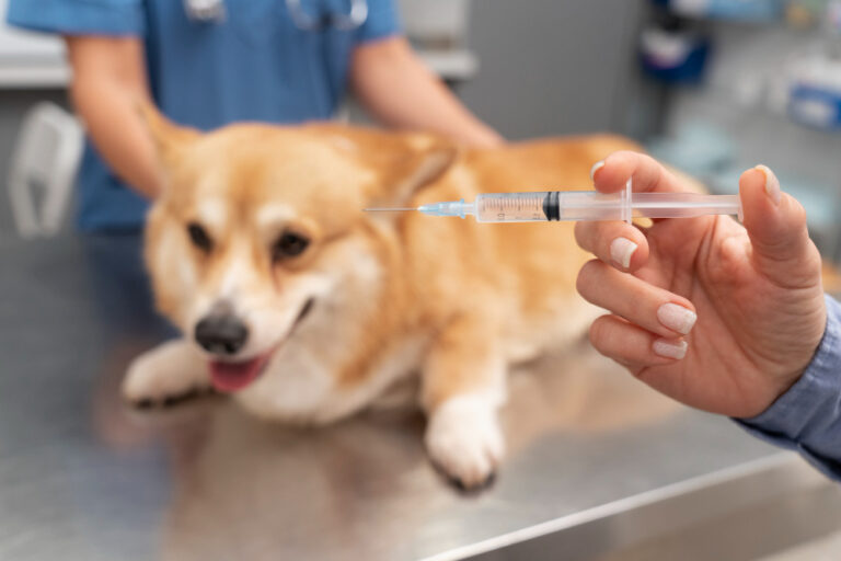 Understanding Pet Vaccinations